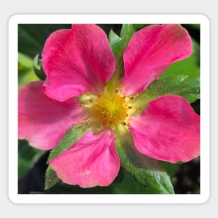 Pink Summer Rose Sticker